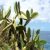 Plants: image 51 Of 62 Thumb